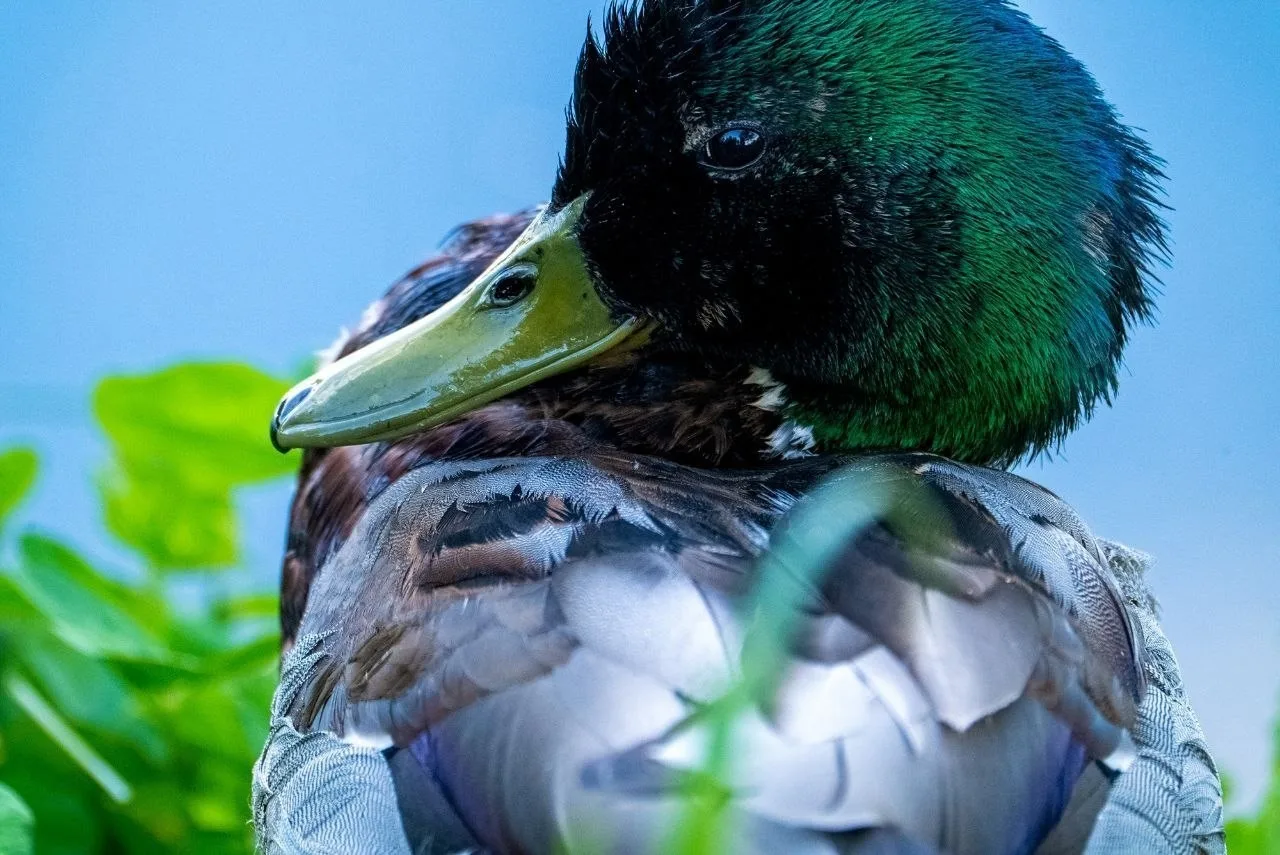 🐦 В Малаховке заметили диковинных пернатых

Местные жители поделились кадрами с необычными птицами,