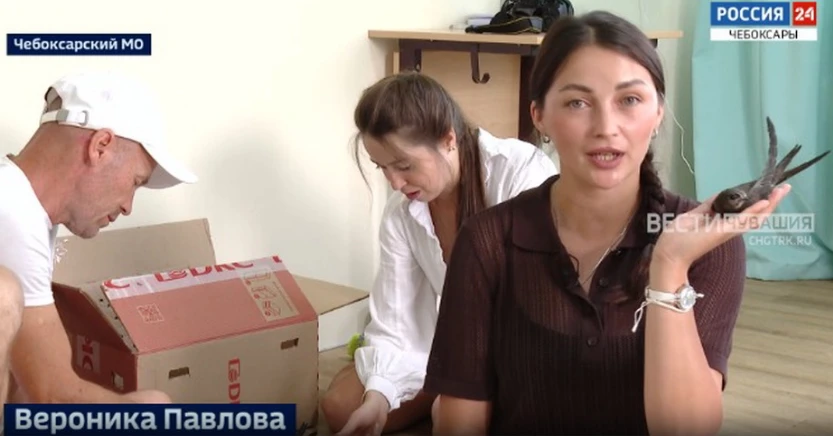 Супруги Алексеевы из деревни Сятракасы выхаживают птенцов стрижей