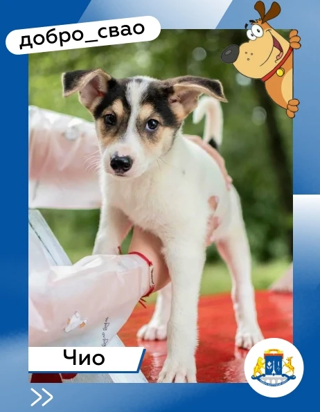 🐕❤💥Традиционно по средам рассказываем вам о хвостиках, которые ищут новых мампап в на...