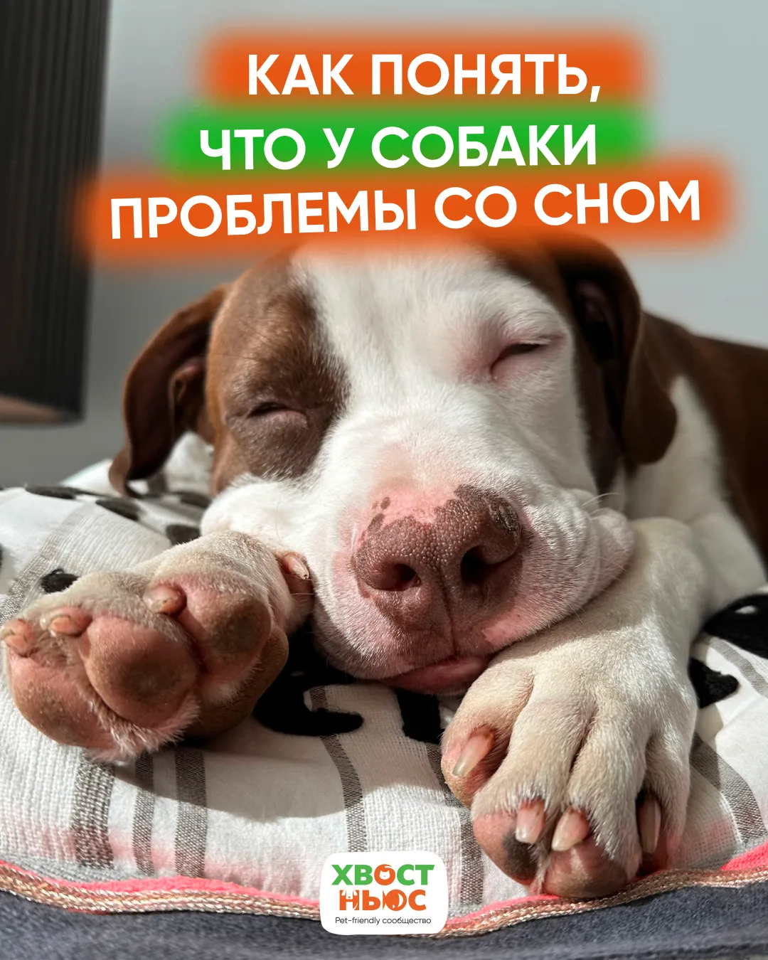 🐶 Как понять, что у собаки проблемы со сном?