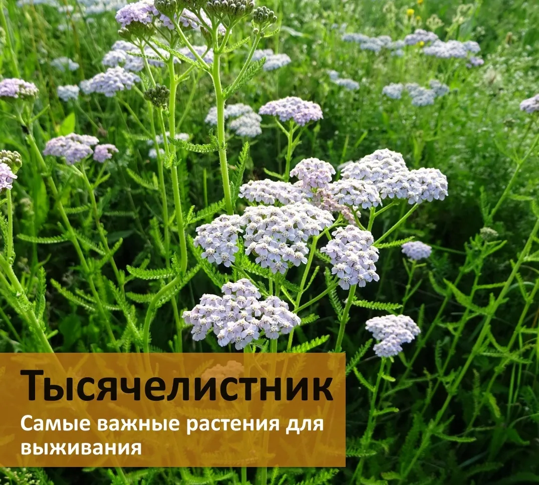 Тысячелистник: универсальный помощник в выживании