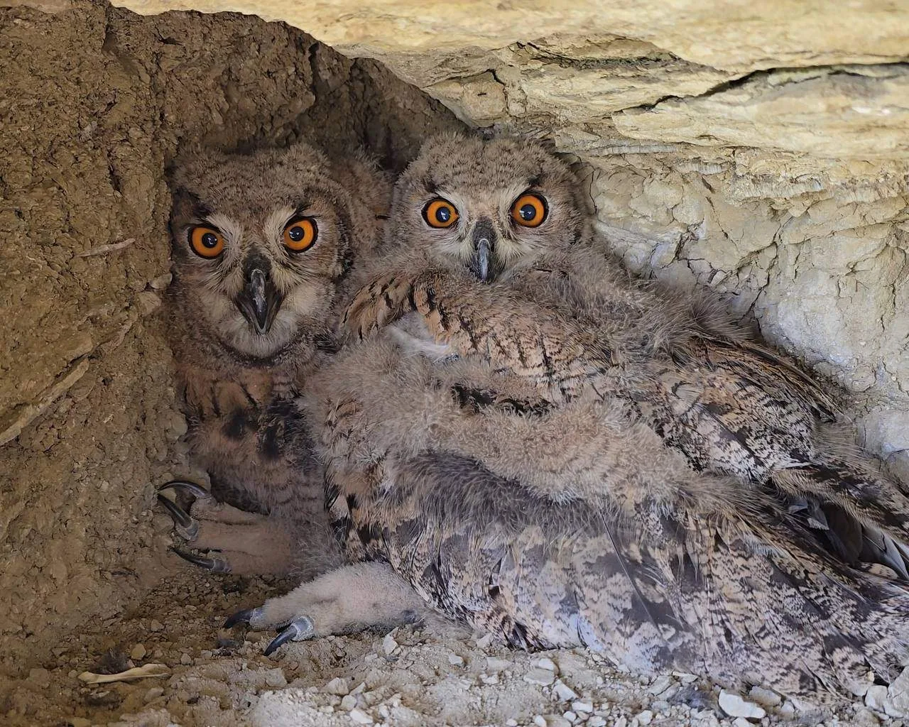 🦉 288 видов животных находится в Красной книге Самарской области