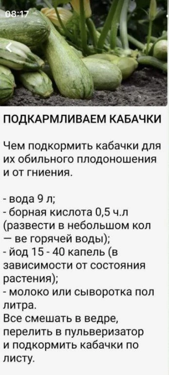 🥒 Подкормка для кабачков: море завязей и никакой гнили!

Хотите, чтобы кабачки плодоносили до самых