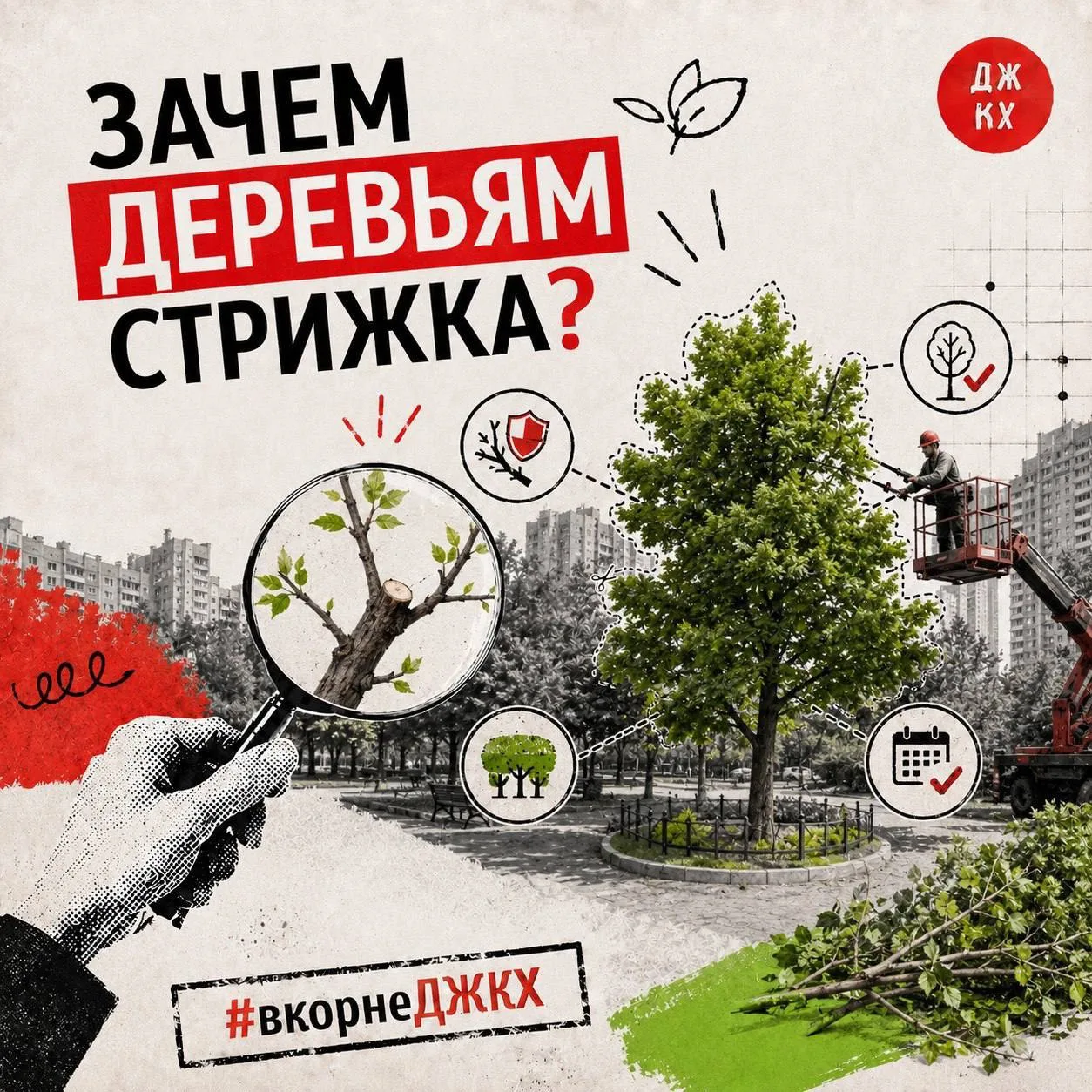 Что такое кронирование и как обрезают деревья в Москве?