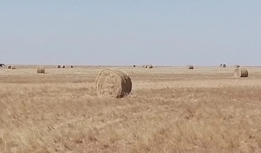 ✅В Оренбургской области по предписанию Россельхознадзора введено в сельхозоборот более ...