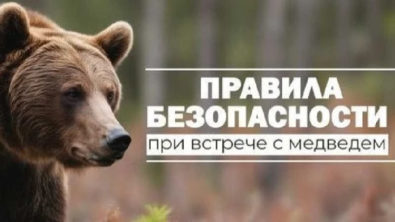 Правила поведения при встрече с медведем.