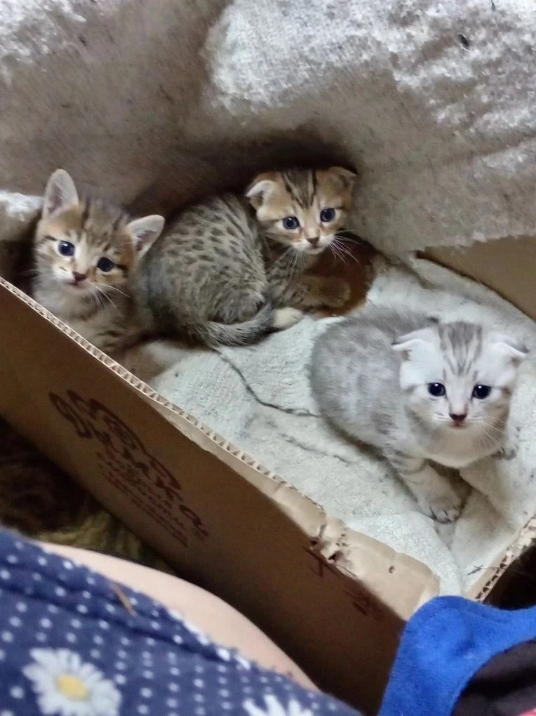Пристрою 🐈котят.Два мальчугана вислоушки.Кушают самостоятельно,ходят в лоток. Обращать...