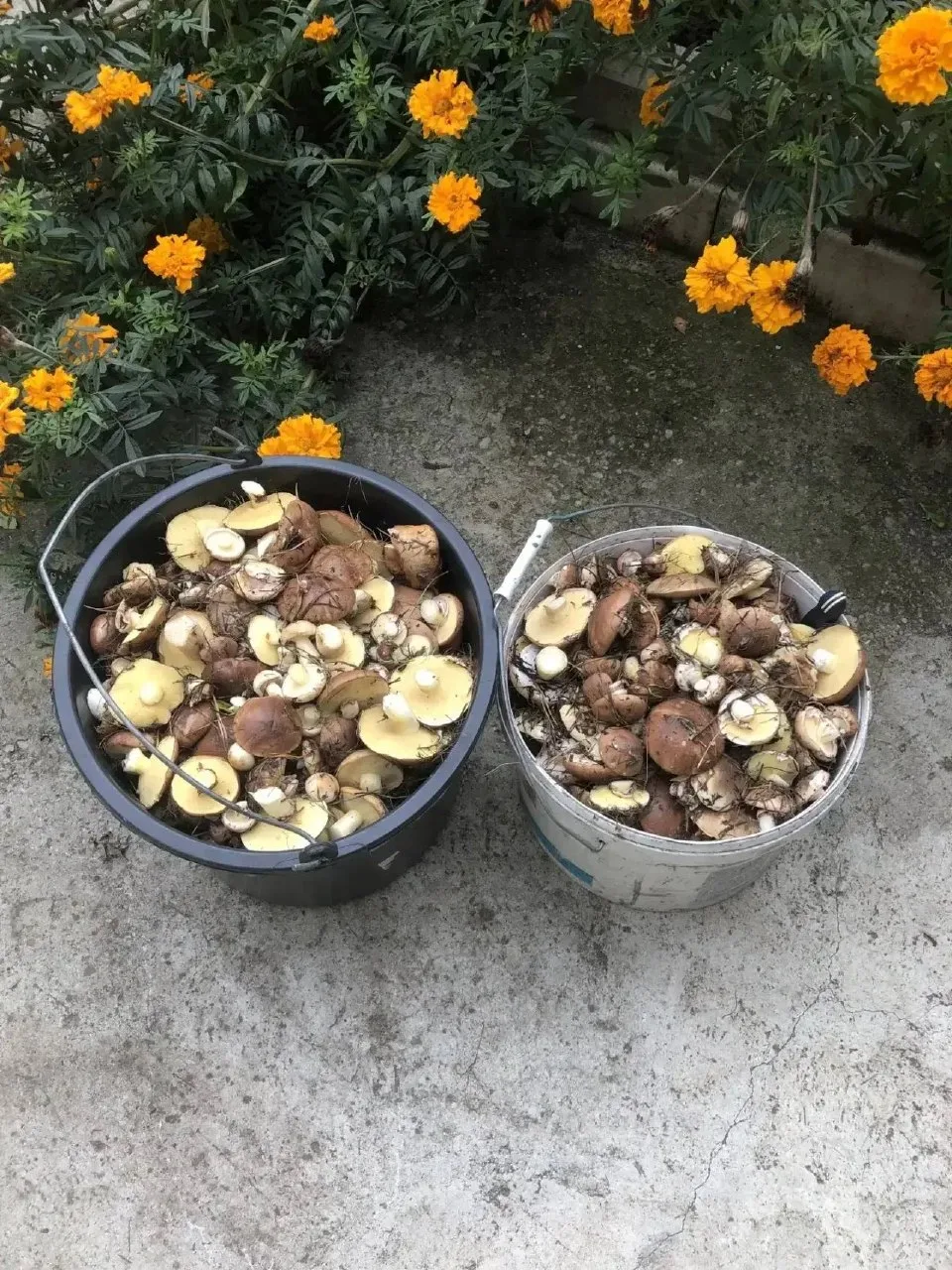 Флешмоб грибного улова объявляем открытым! 🤩 🍄‍🟫