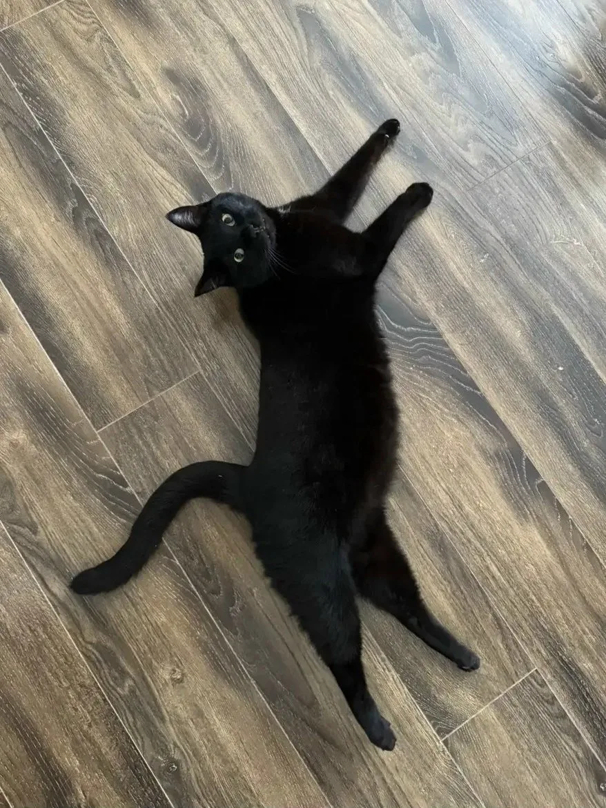 🐈 В 7 мкр пропал кот Шурик