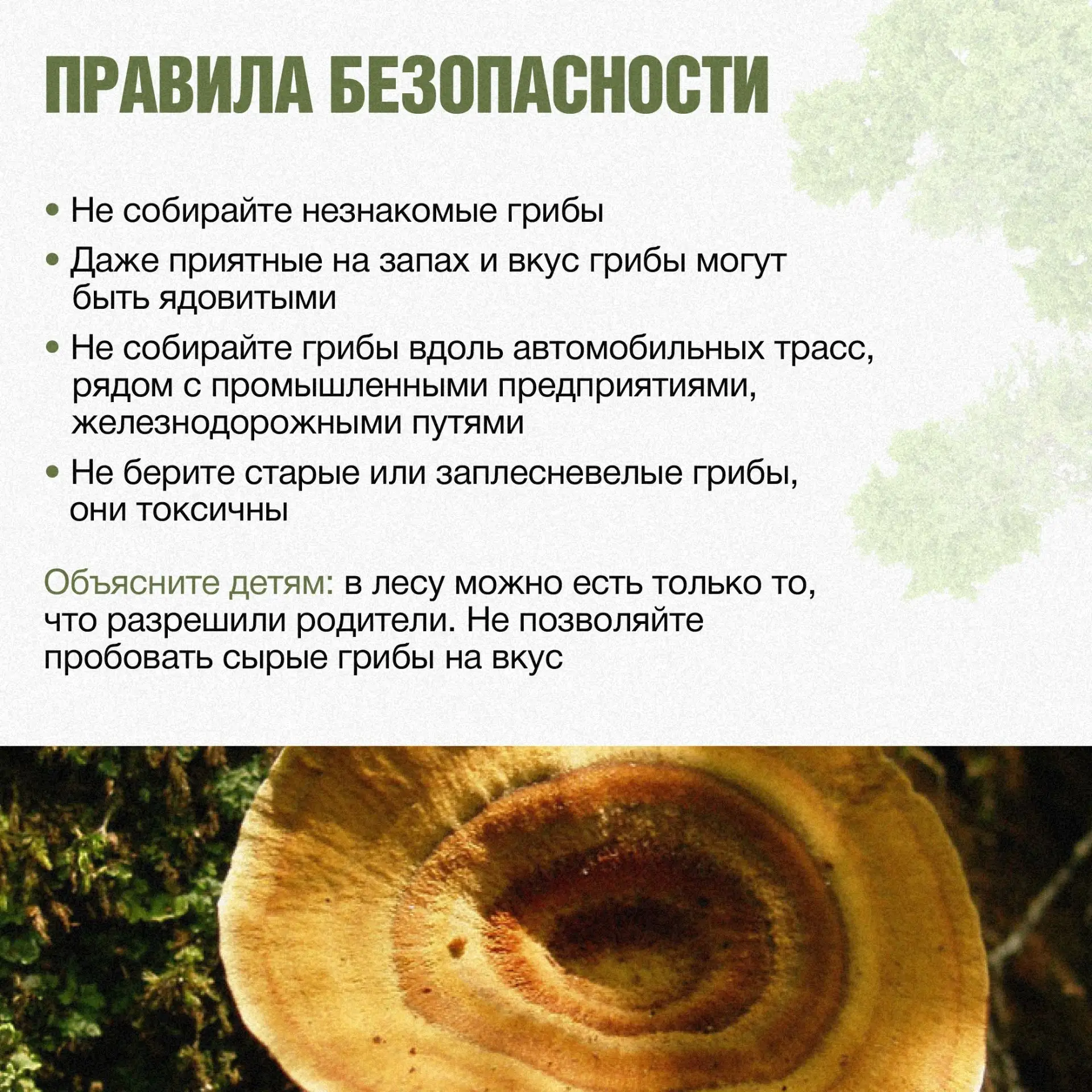🍄 Собираетесь в лес? Сначала 5 минут на подготовку

Даже если вы не планируете собирать грибы, ребе