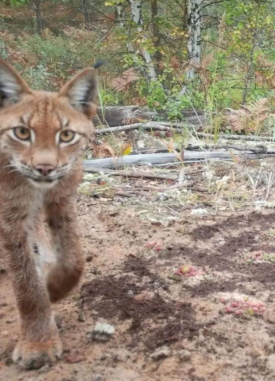 🐾 Рысь попозировала на камеру у Керженского заповедника