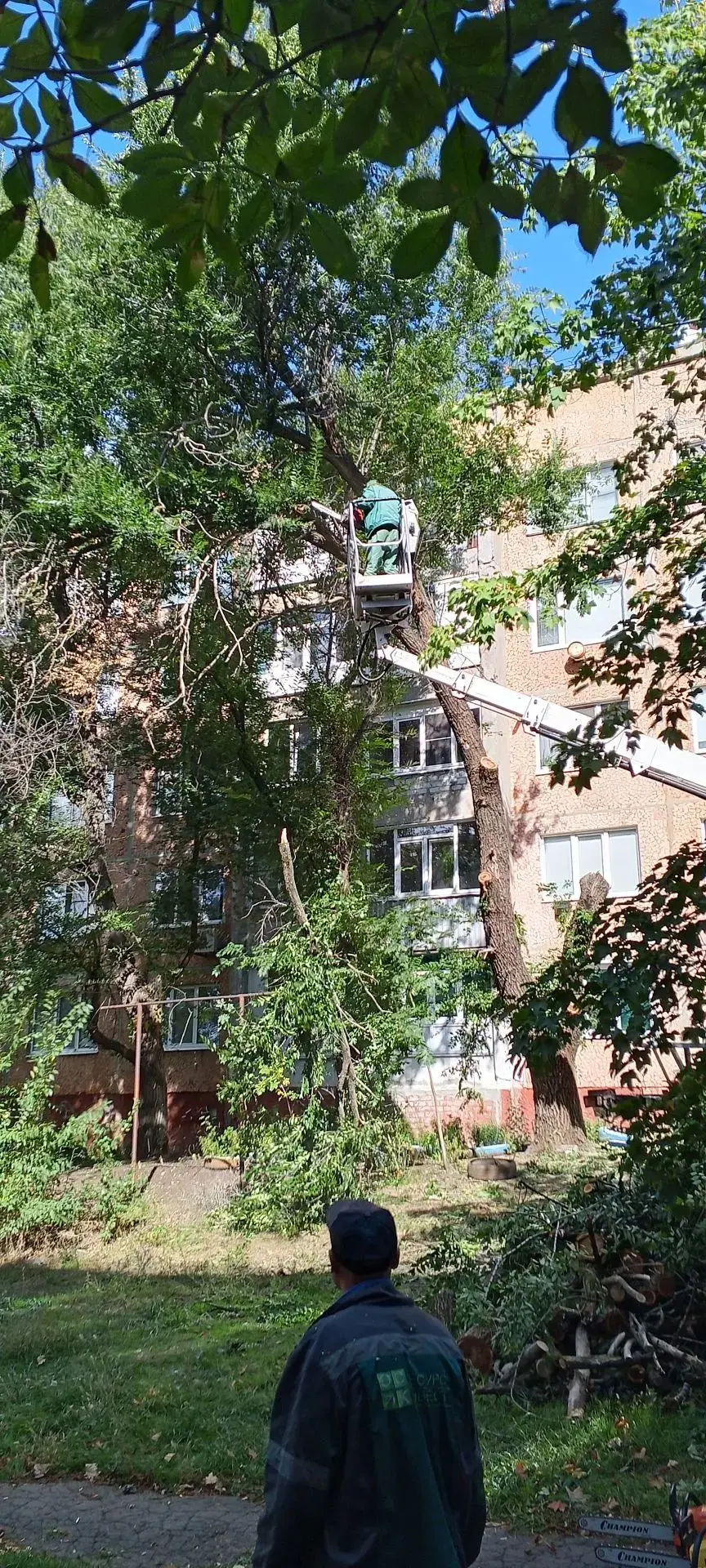 Омоложение деревьев по обращению граждан по ул. Петраковского 9