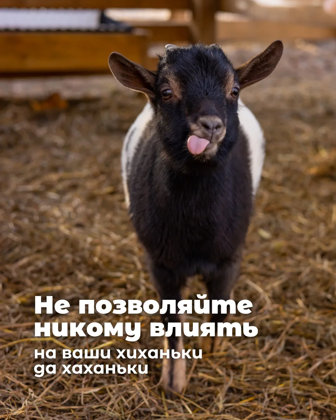 Несколько советов от рогатого сообщества «Пача Мама» 🐐