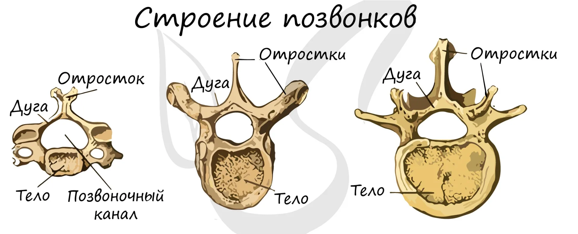 ⭐️ Строение позвонков