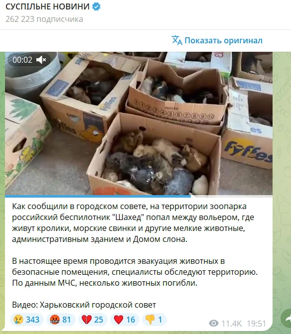 Российский дрон ударил в домик морских свинок, утверждают украинские СМИ.
