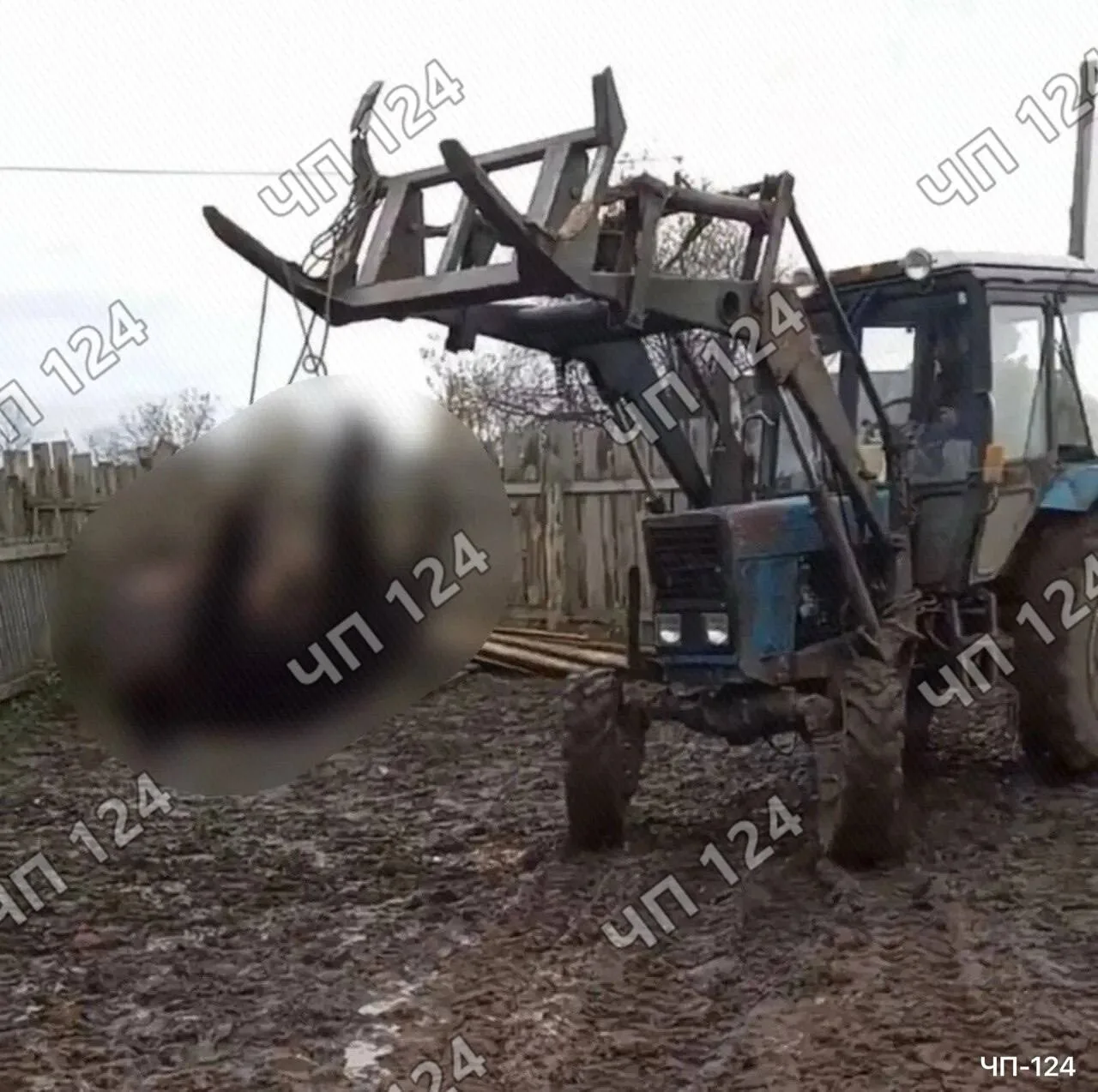 🗣Медведь забрался в загон для скота и напал на животных  в Ирбейском районе