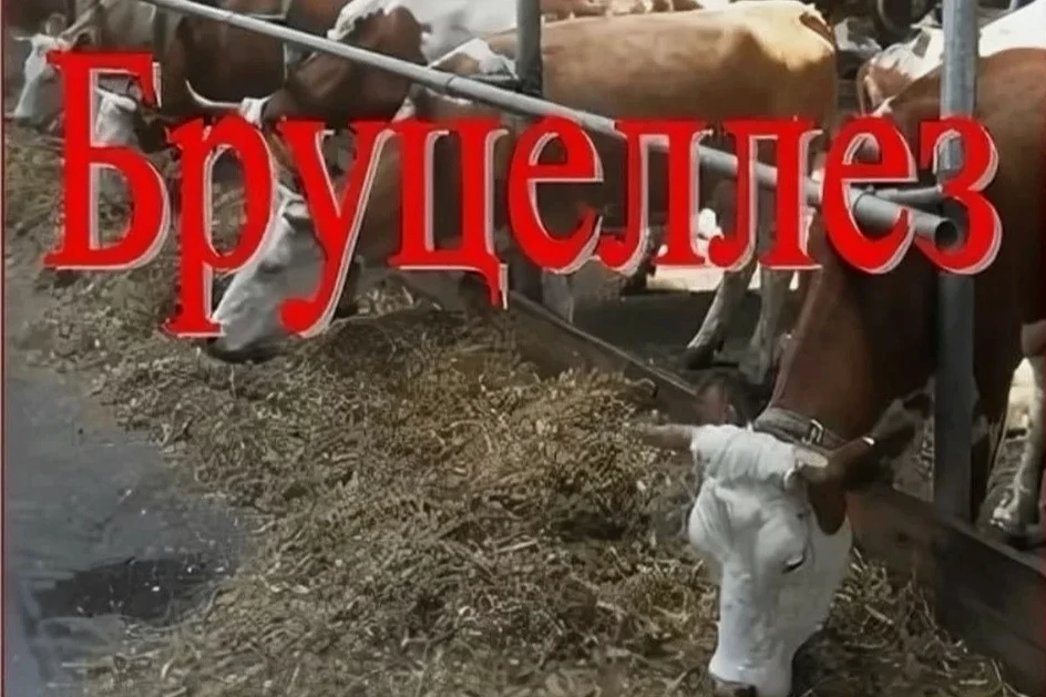 Бруцеллез — хронически протекающая инфекционная болезнь животных и человека.     
К бруцеллезу воспр