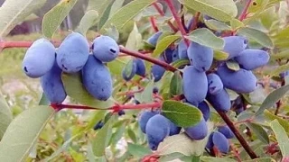 🍇 ЖИМОЛОСТЬ ОТПЛОДОНОСИЛА: Ошибки ухода, которые могут лишить вас урожая в следующем году

Жимолост