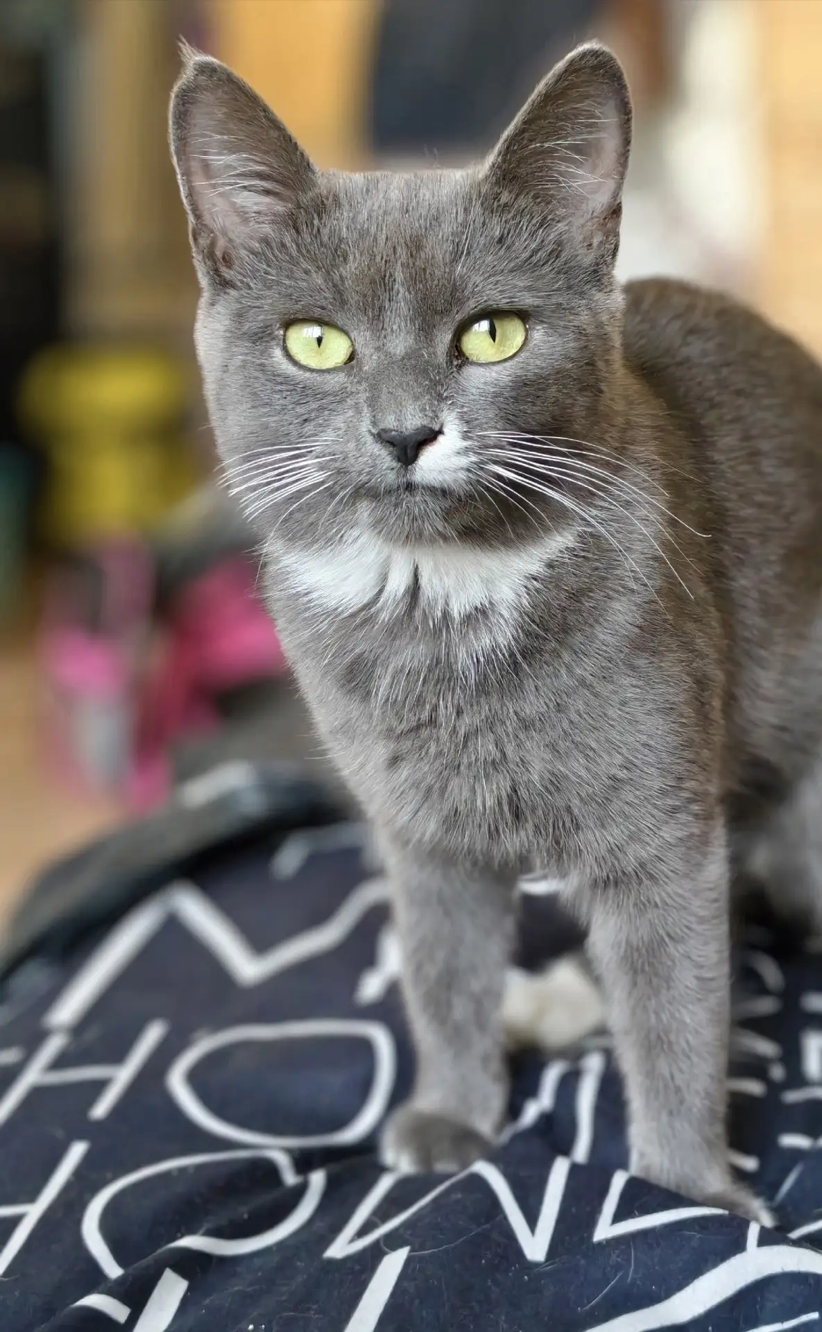 🐾✨ ГЛОРИЯ! ✨🐾