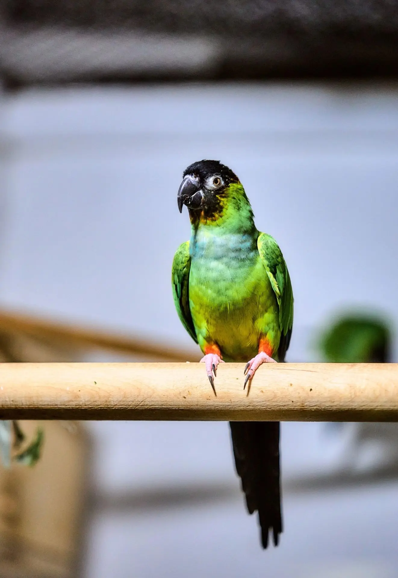 🦜 Черноголовый аратинг - еще одно яркое пятнышко в коллекции попугаев нашего Зоопарка! 

#КрайВысок
