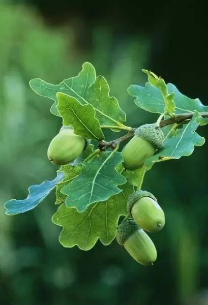 🌳 СИМВОЛ НЕДЕЛИ — ДУБ