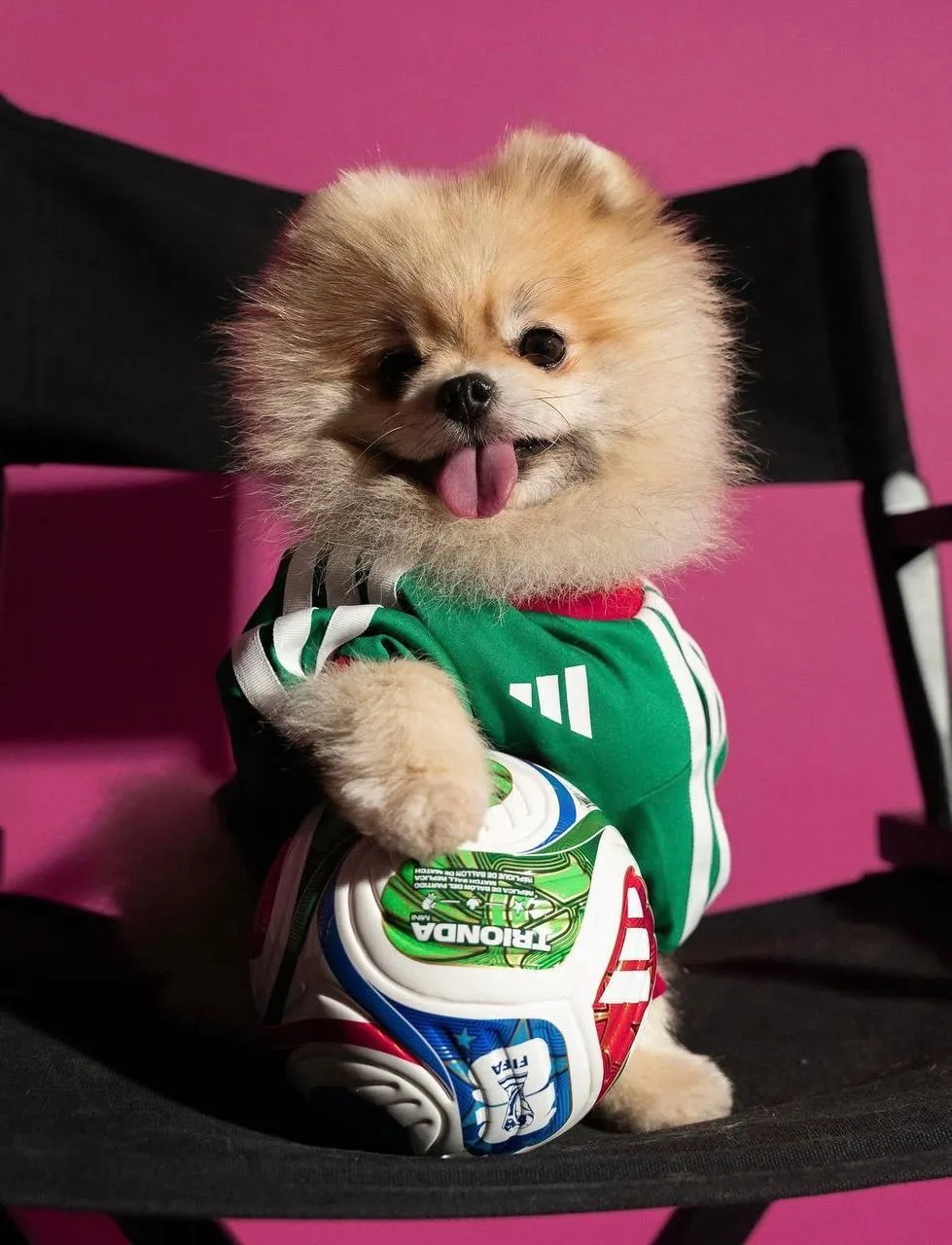 🐶Преданные болельщики 

Самые преданные питомцы болельщиков теперь смогут присоединиться к команде 