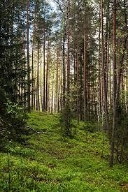 💥!!! О соблюдении правил пожарной безопасности при посещении природных объектов.