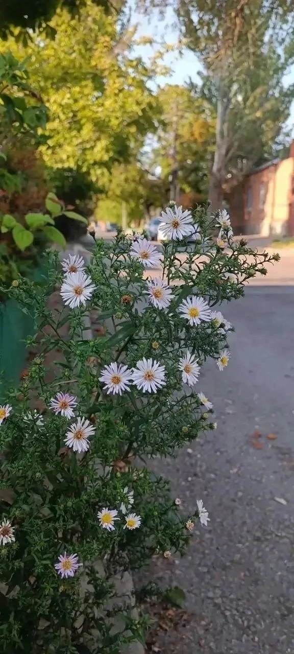 Нахичевань в осени.