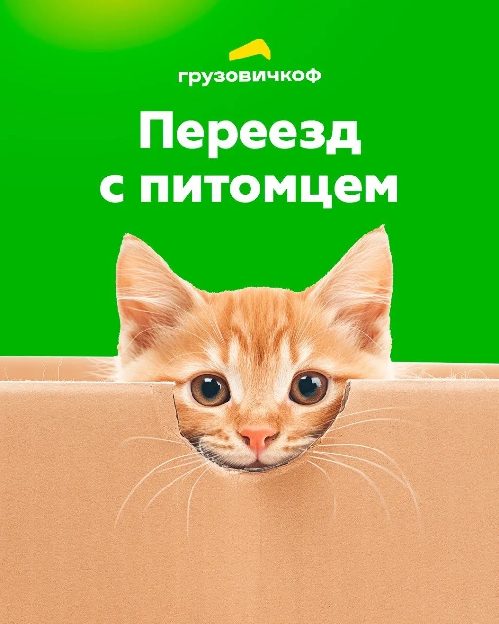 Знакомьтесь — это Рыжик, и он уже собрался 📦