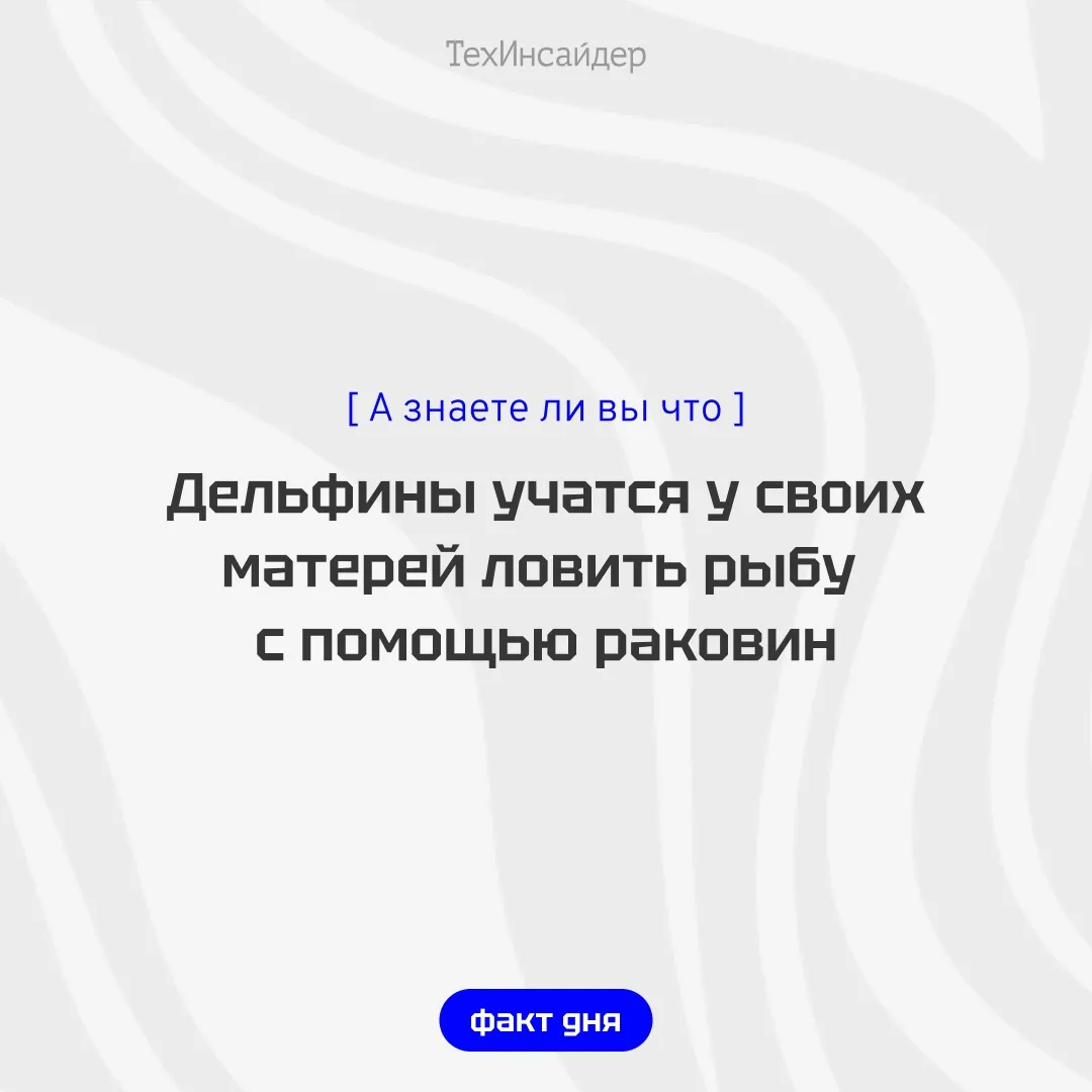 Ученые впервые зафиксировали на востоке Австралии редкое поведение дельфинов — использо...