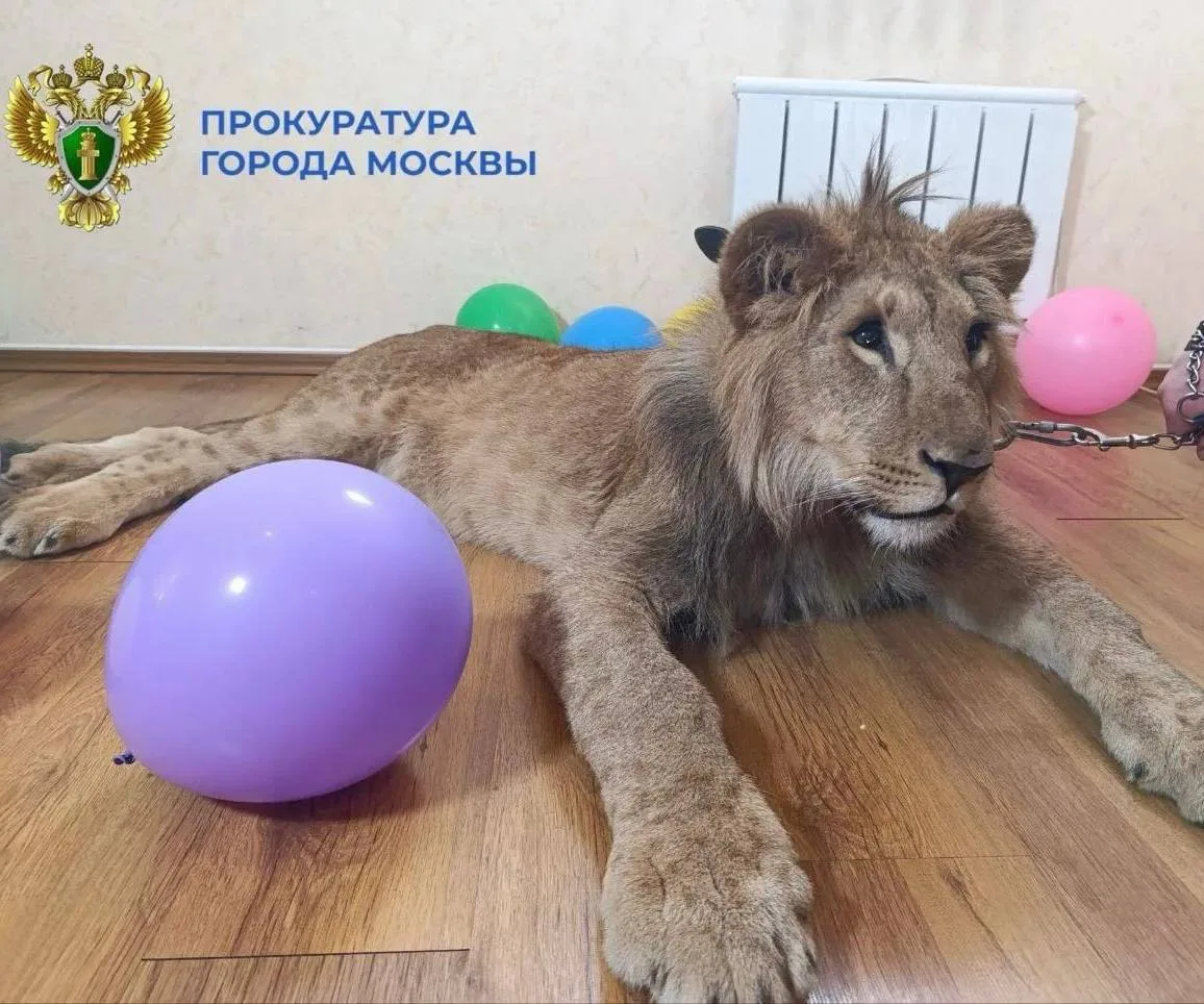 🫣 Троих фигурантов дела о незаконных фотосессиях со львами оштрафовал суд Москвы. Влад...