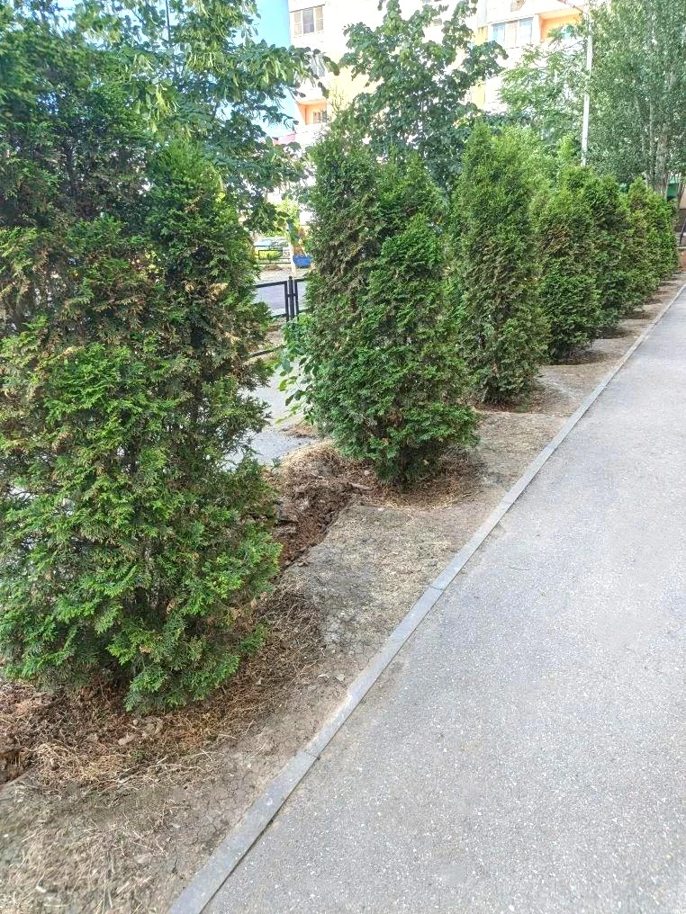 К новости «🌳 Сохраняем красоту и свежесть зеленых насаждений!»