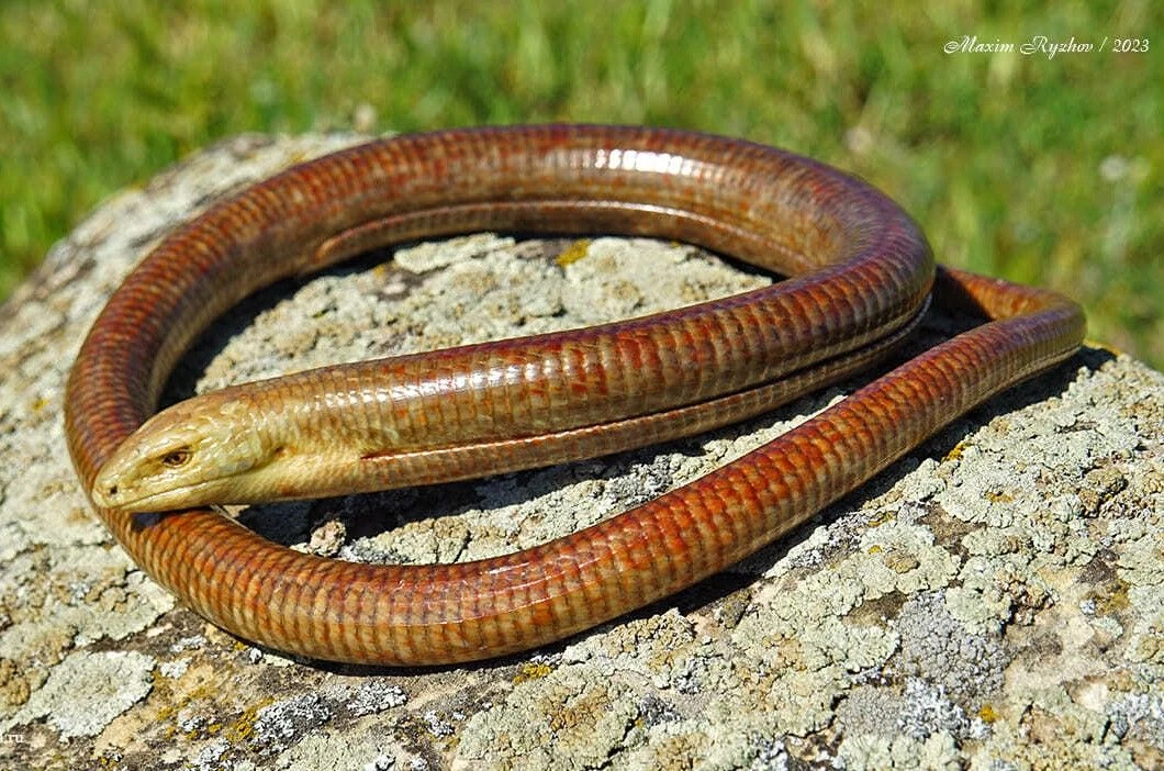 🦎 День юрких хвостиков! Или, официально, Всемирный день ящериц. Отличный повод вспомни...