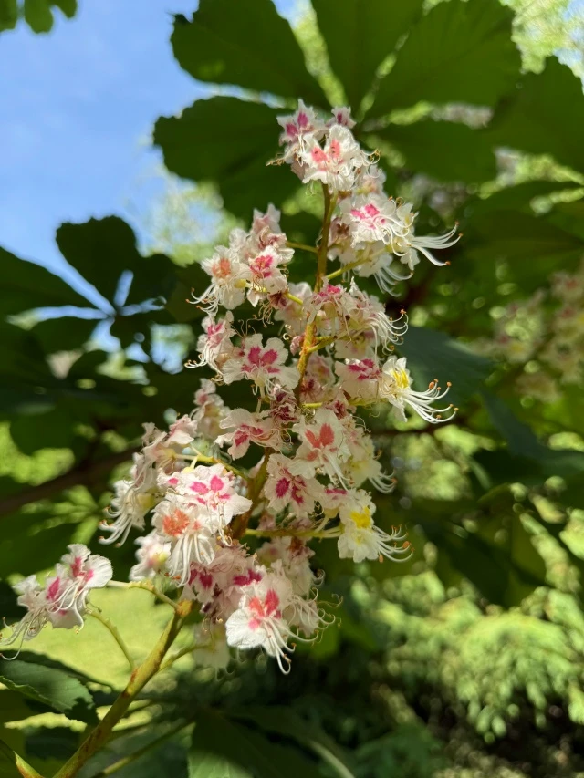 А вы уже видели, как на территории БашГАУ зацвёл каштан? 🌿  Этой весной белоснежные «свечи» конского