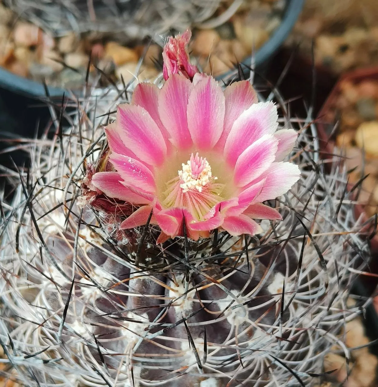 Красота цветущих суккулентов 🌵