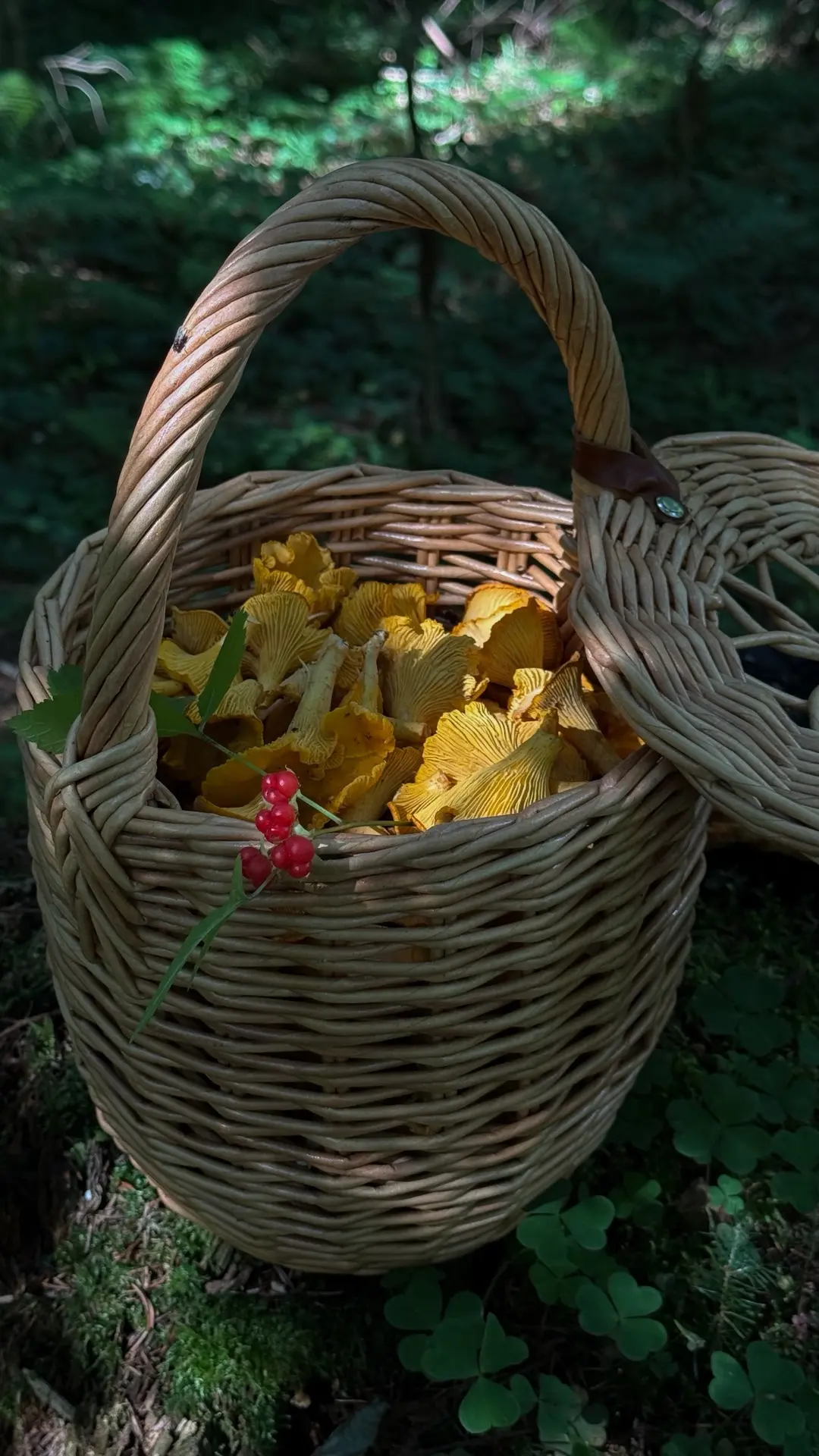 Привет!

Я из леса 🌳 Целая Биркин лисичек 🍄‍🟫 
Уже собирали грибы в этом году?