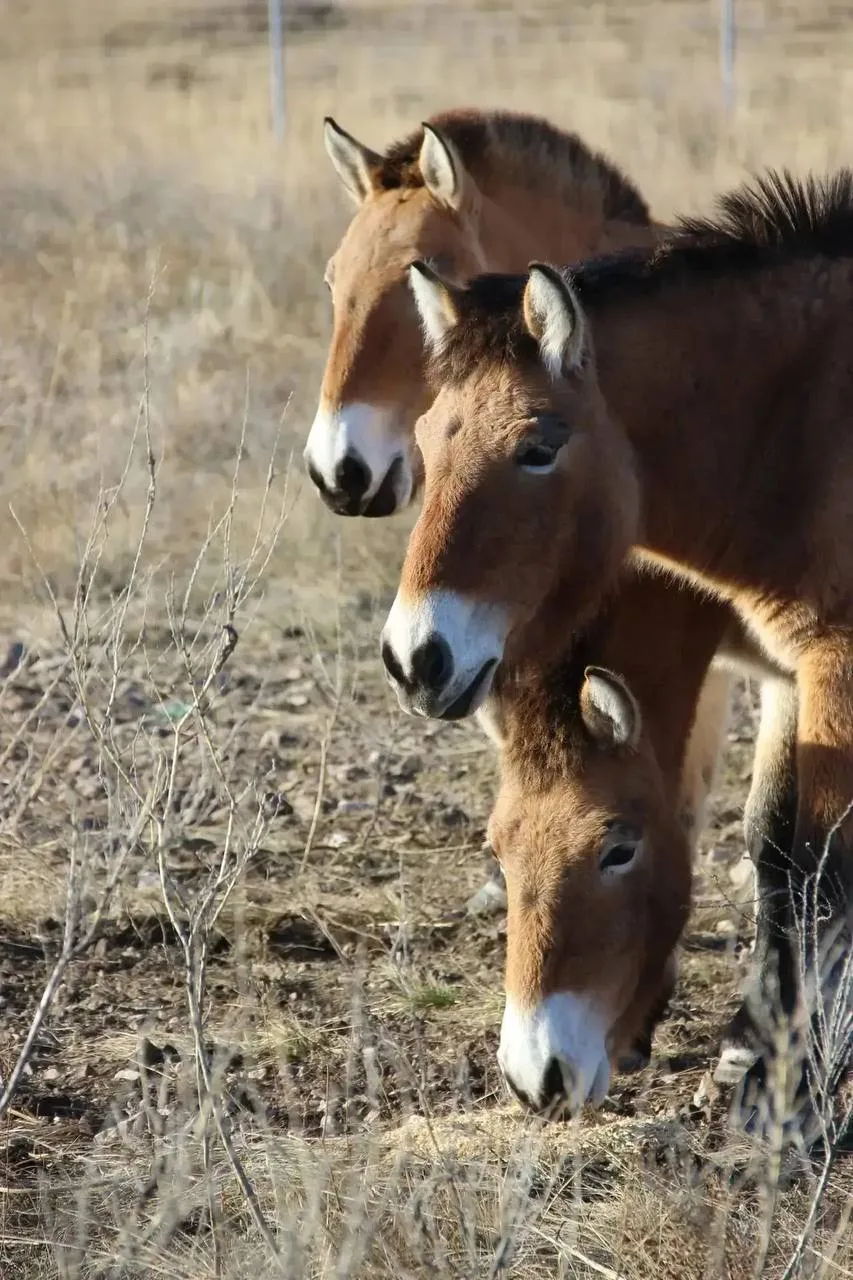 🐎 Хакасия стала местом возрождения лошади Пржевальского