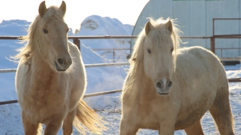 🐴 Поголовье лошадей в Татарстане увеличат в 1,5 раза
