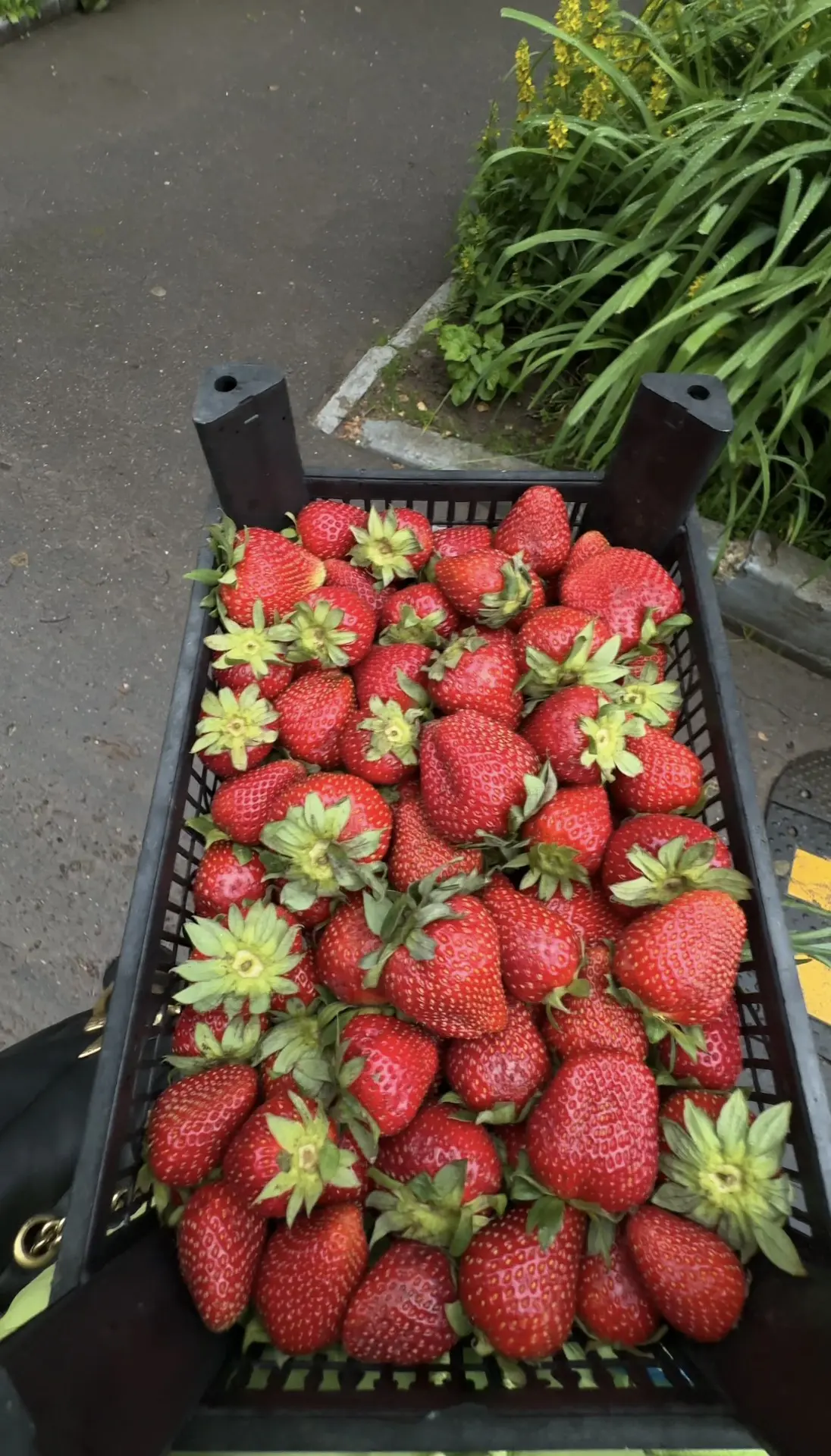 Это тренд лета🍓.
Не упустите насладиться этой красотой!