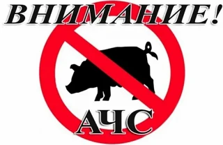 Африканская чума свиней🐷 — особо опасная, высокозаразная вирусная болезнь домашних и д...