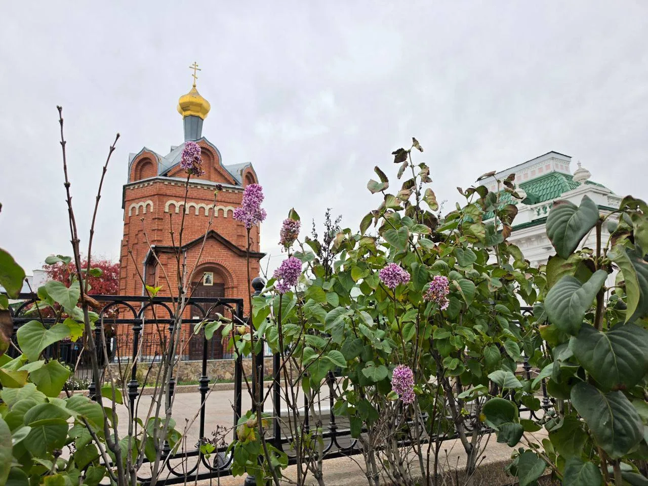 Тем временем по календарю уже 2 октября, а в Омске на Любинском проспекте зацвела сирень.