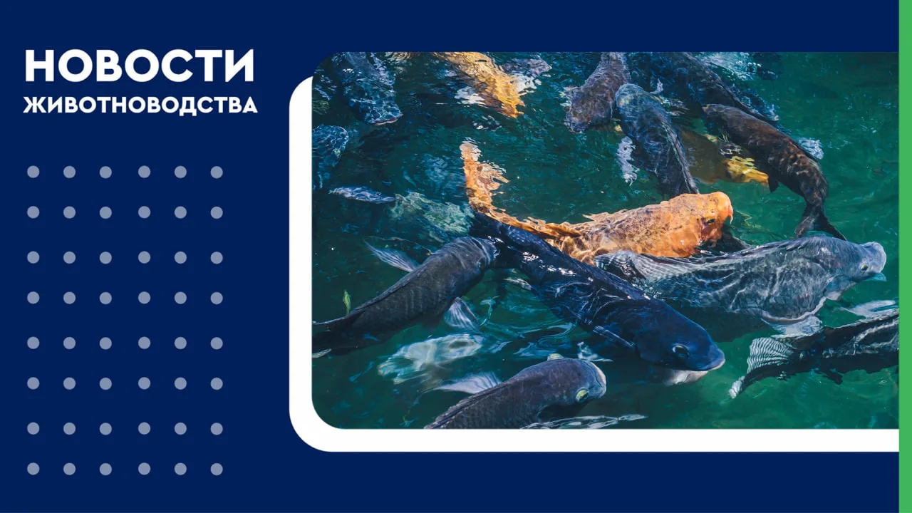 🐟 Российская аквакультура вышла на новый уровень