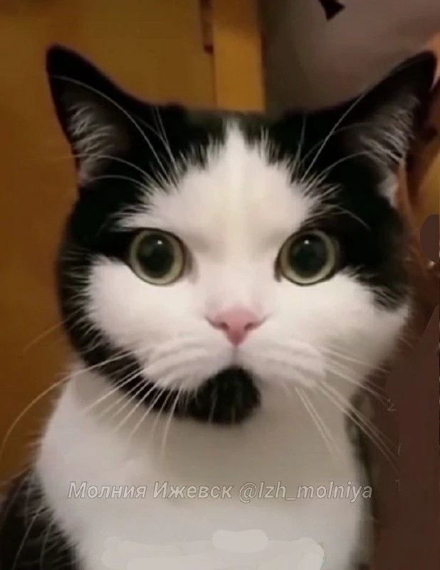 😼 У кошек должно быть ровно 12 усов с каждой стороны, — говорят ветеринары