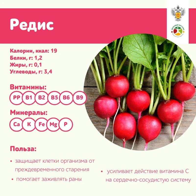 Редис: кому полезно, а кому нельзя

🔺 Редис — это настоящий диетический продукт, в нём очень мало к