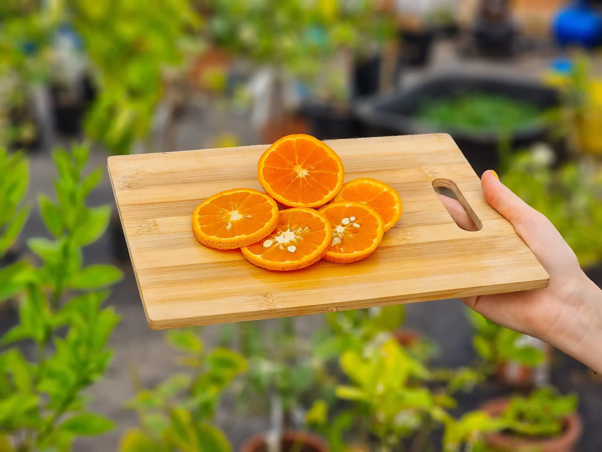 🍊 Мандарин Муркотт — это эталон сладости  Дегустировали Муркотт — очень известный и заслуженно попул