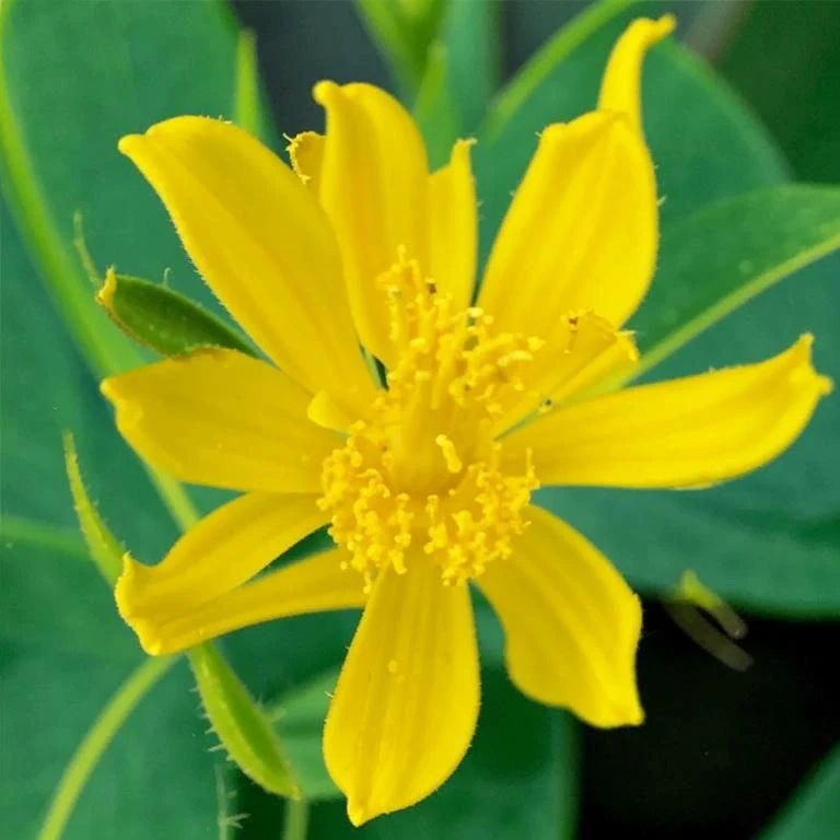 Астрагал перепончатый (Astragalus membranaceus) (другие названия — кошачий горох, переп...
