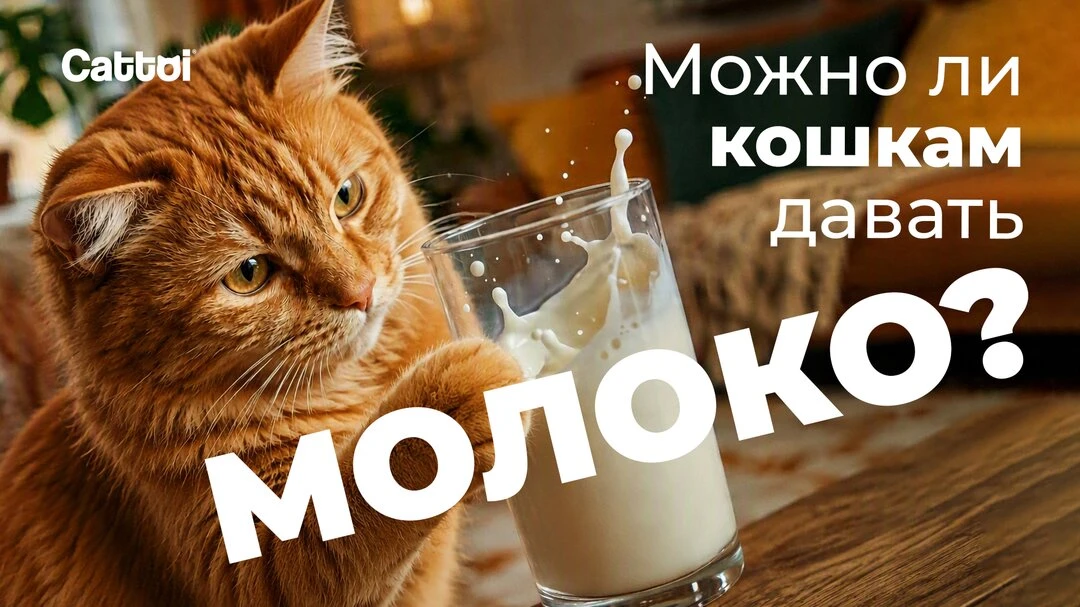 Можно ли кошкам молоко? Развенчиваем главный миф