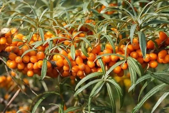 🌿 Российские ученые нашли в облепихе вещество против рака.
