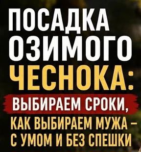 Когда сажать чеснок?