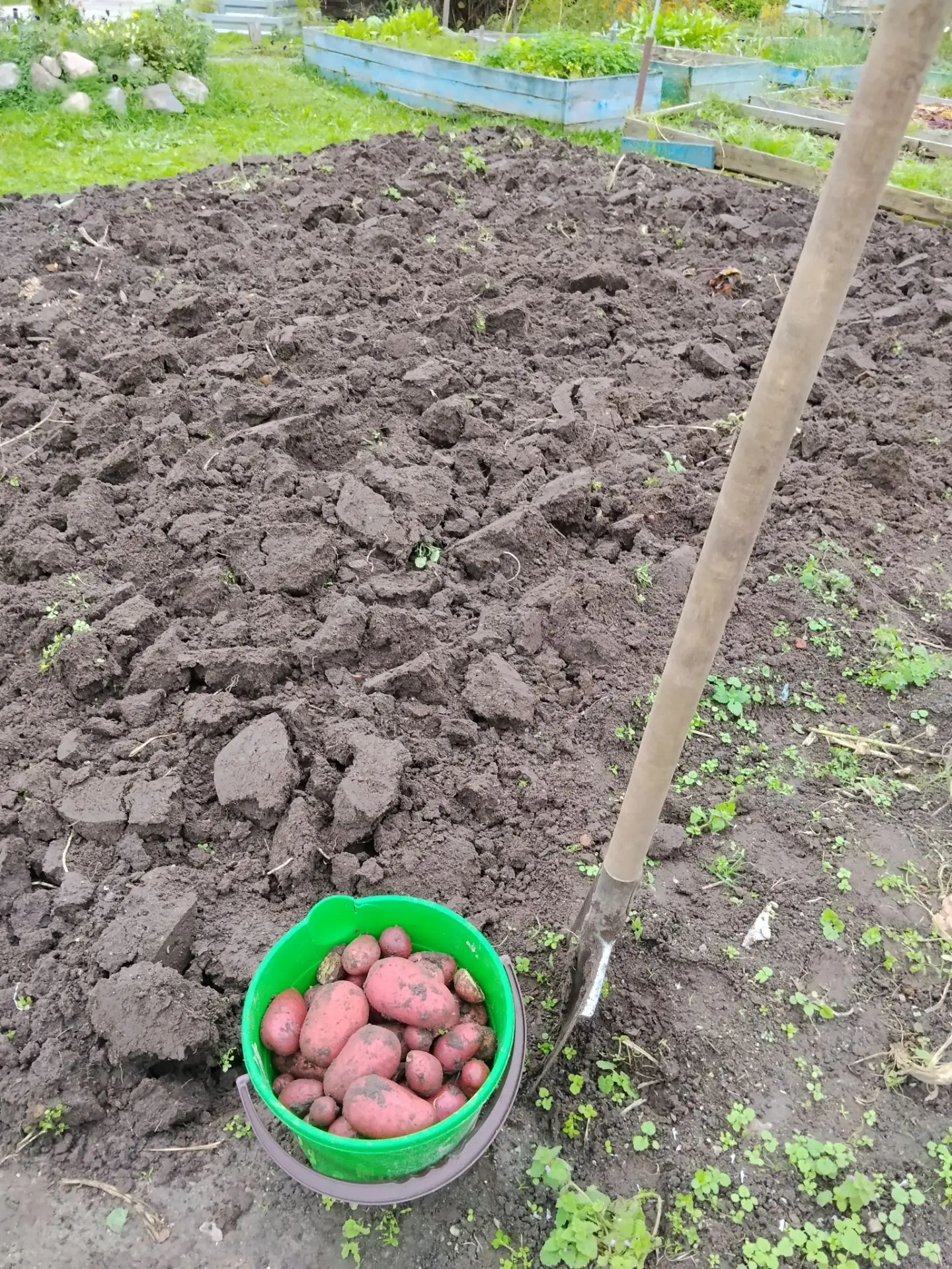 🥔 Нужно ли перекапывать картофельную грядку осенью?